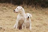 DOGUE ARGENTIN 078